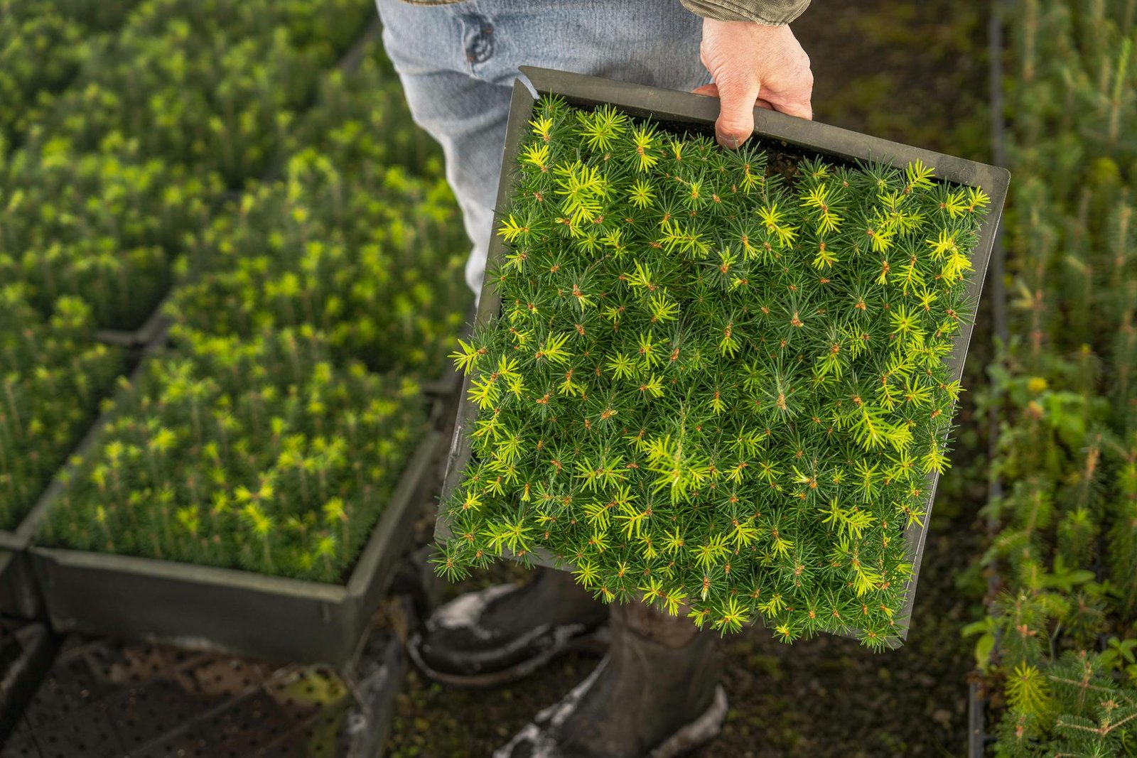 Meža atjaunošana KokuStadi